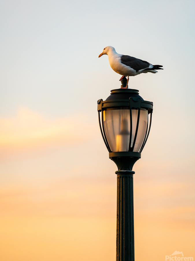 Seagull on a cast iron street lamp at dusk  Print
