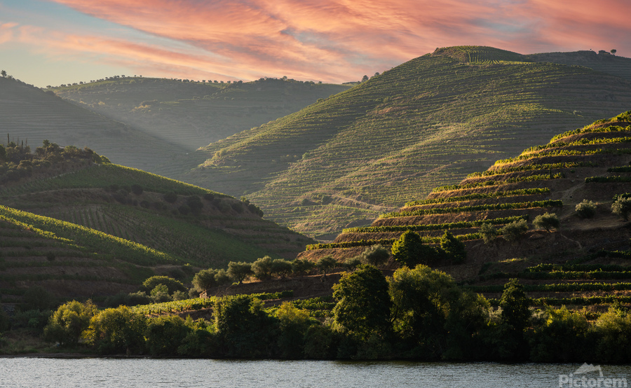 Terraced vineyard on the banks of the Douro  Print