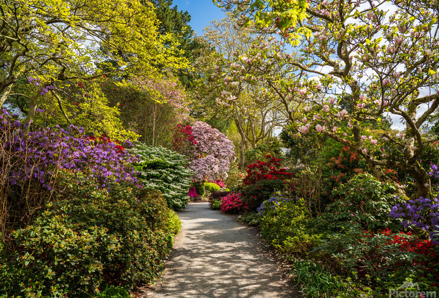 Azaleas and Rhododendron trees surround pathway in spring  Imprimer