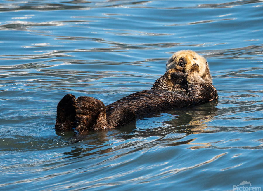 Sea Otter floating in Resurrection Bay near Seward  Print