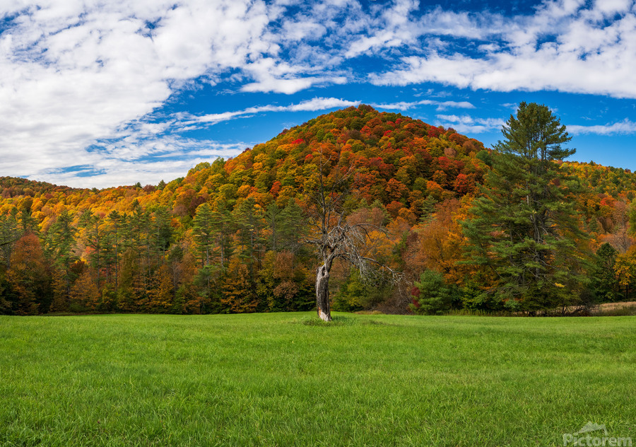 Old tree trunk contrasts with vibrant Vermont fall colors  Print