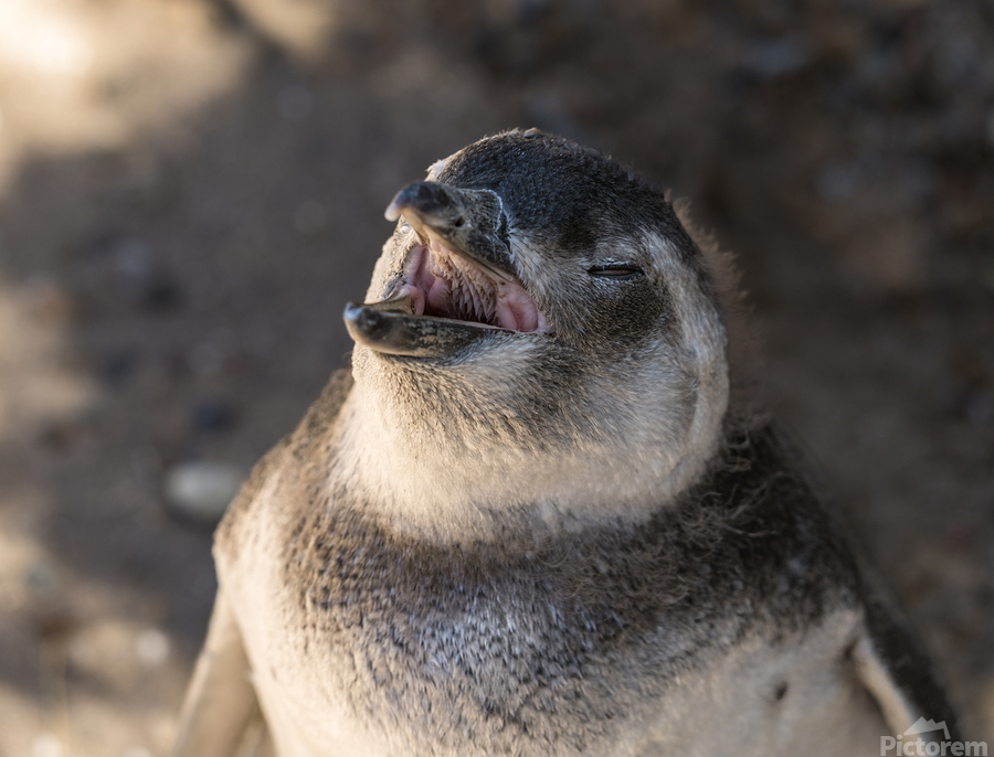 Single magellanic penguin chick showing papillae in mouth  Print