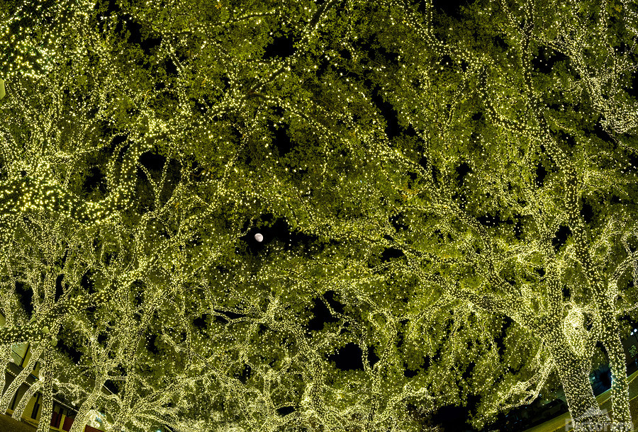 Holiday lights spectacular in trees of Johnson City Texas  Print