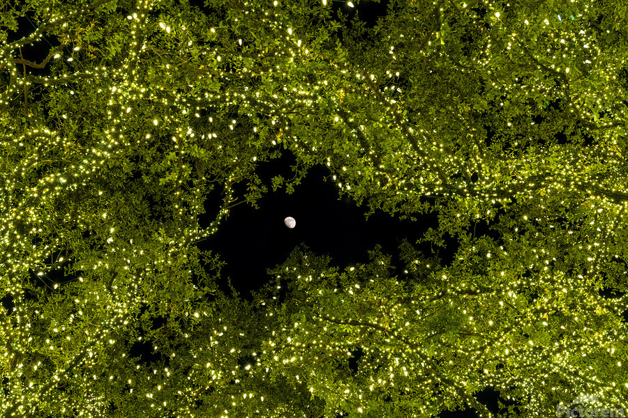 Holiday lights spectacular in trees of Johnson City Texas  Print