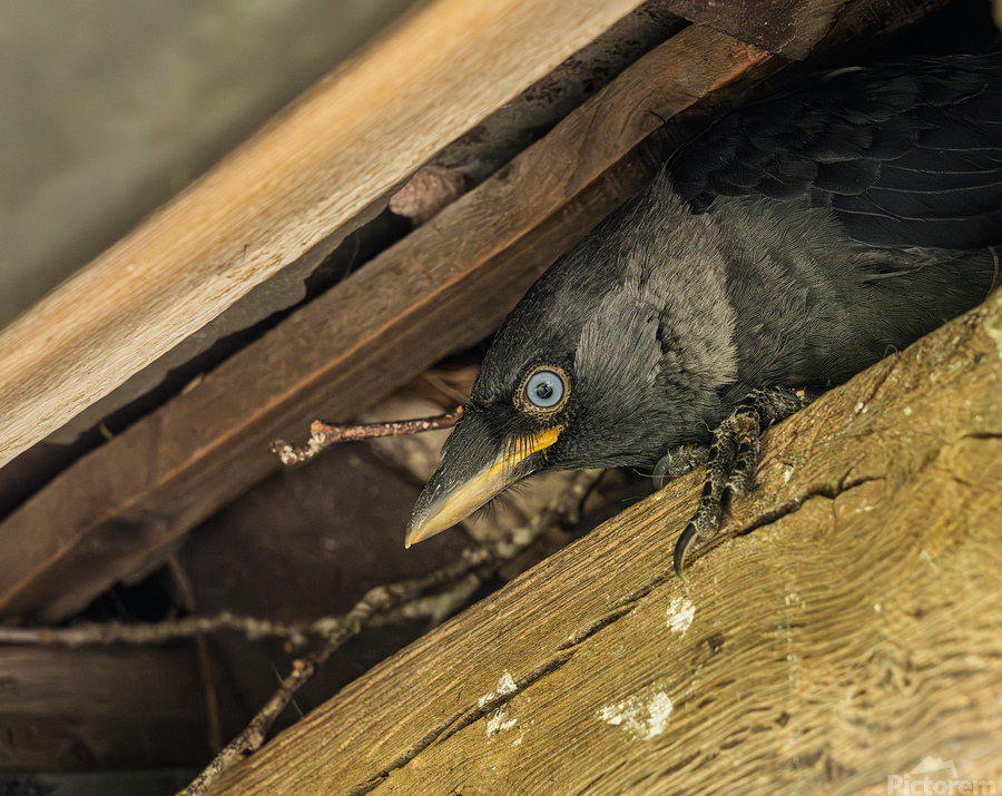 Head of a jackdaw poking out from nest in the rafters of an old   Print