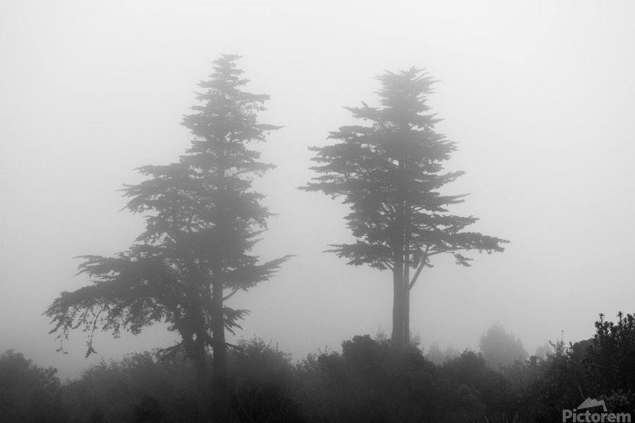 Mist and fog envelop two pine trees  Print