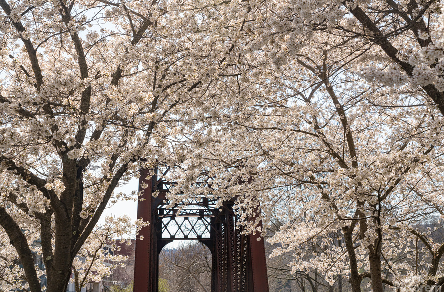 Blossoms by the steel girder bridge carries the bike walking trail  Imprimer