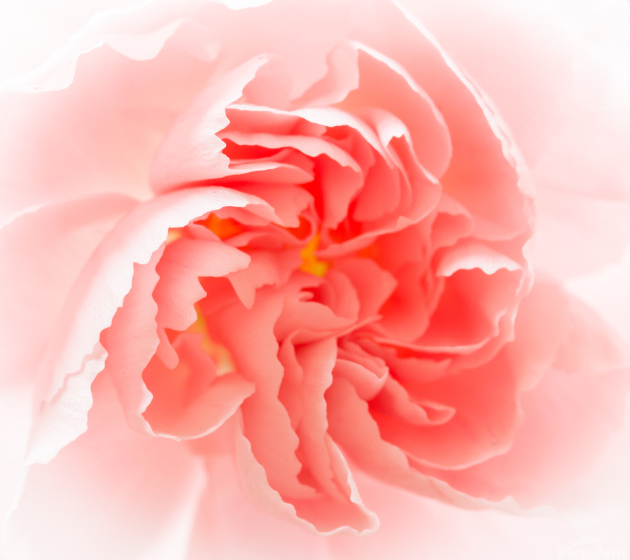 Delicate close up of petals of a carnation  Imprimer