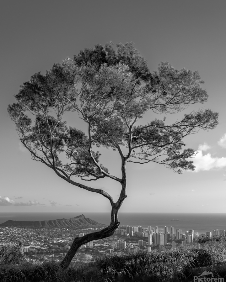 Solitary tree overlooks Waikiki in Black and White  Print