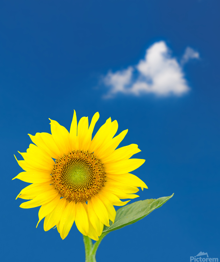 Single sunflower blossom against blue sky  Print