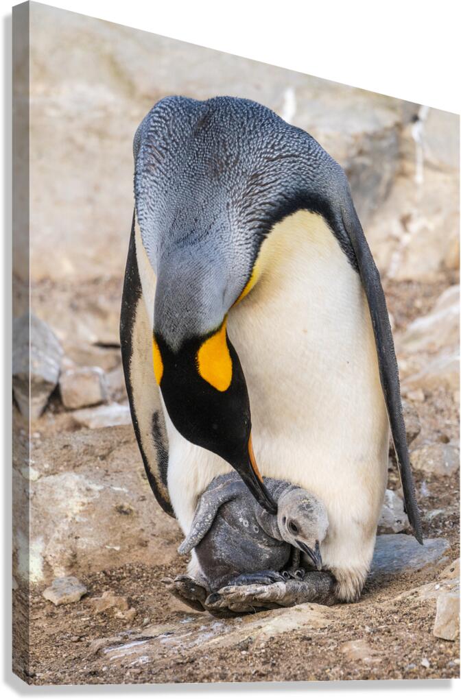 Small chick hiding in the feathers of a King Penguin at Bluff Co Canvas Print