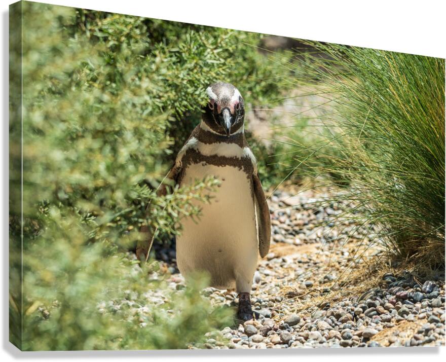 Single male magellanic penguin in plants in Punta Tombo Canvas Print