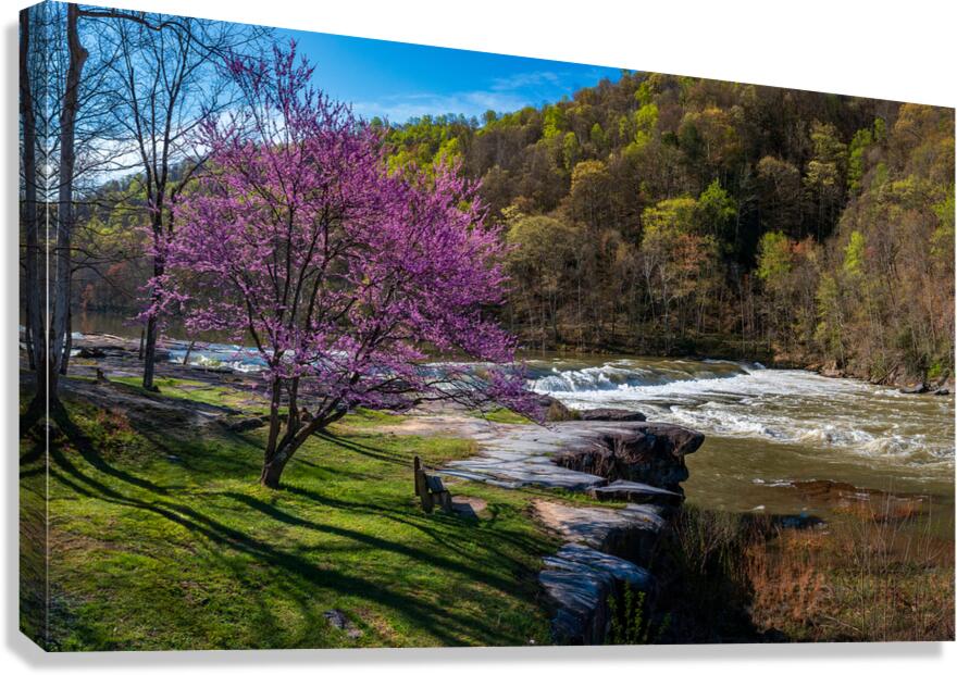 Redbud blossoms by Bench and Valley Falls WV on a bright spring morning Canvas Print