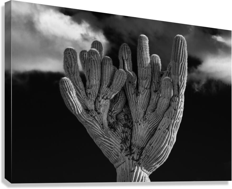 Crested Saguaro in National Park West in monochrome Canvas Print