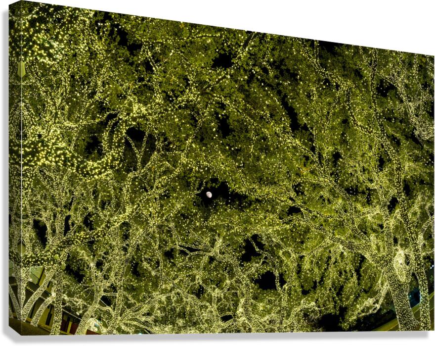 Holiday lights spectacular in trees of Johnson City Texas Canvas Print