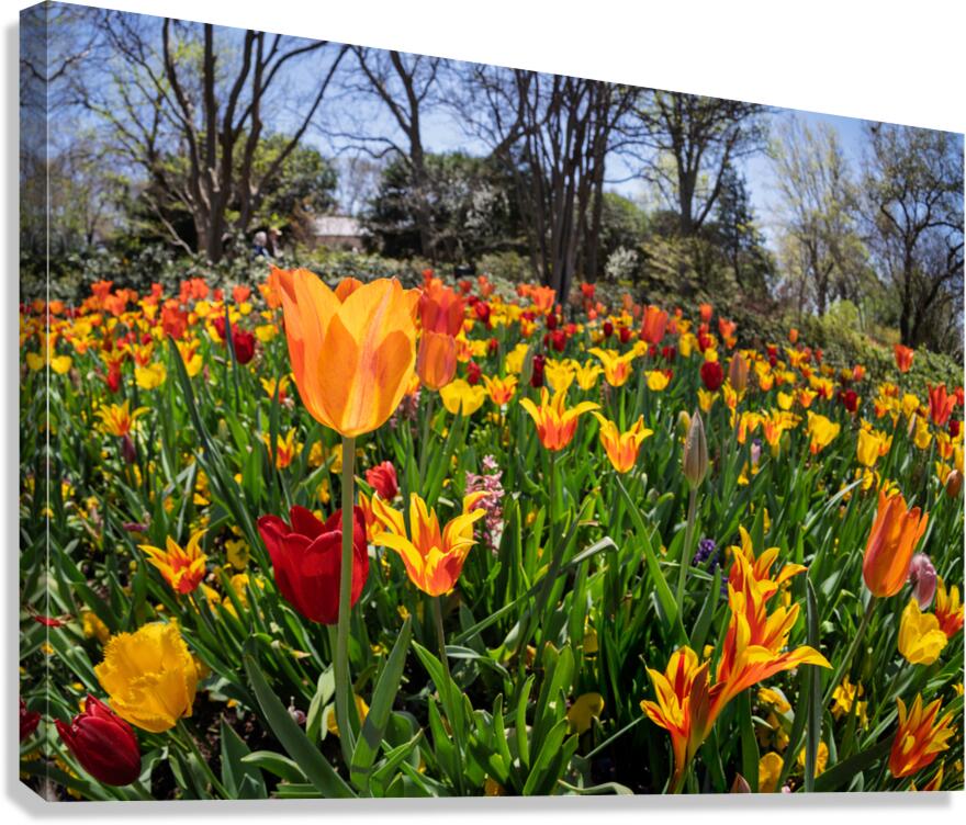 Field of vibrant tulips in full bloom creating a colorful tapes Canvas Print