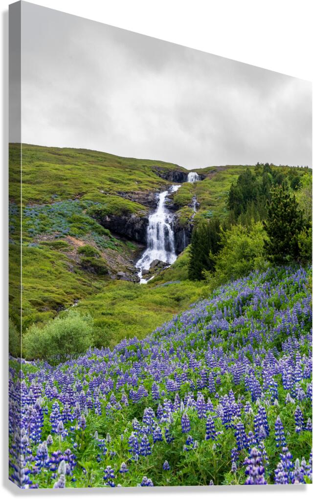 Waterfall in Tunhudalur valley near Isafjordur Iceland with lupi Canvas Print
