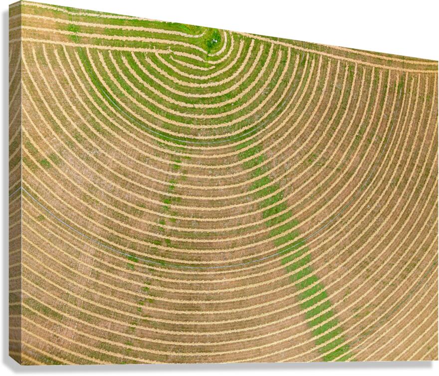 Circular pattern of crops in fields seen from drone near Winthro Canvas Print
