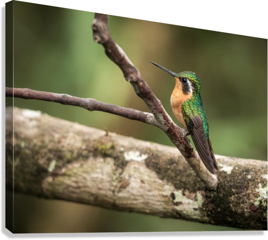 White throated mountaingem hummingbird perched on a twig  in Cos Canvas Print