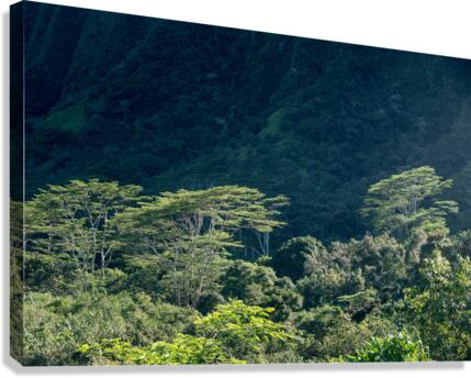 Tall albizia trees against the steep mountain slopes in Oahu Canvas Print