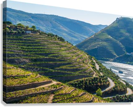 Rows of grape vines in Quinta do Seixo by the Duoro Canvas Print
