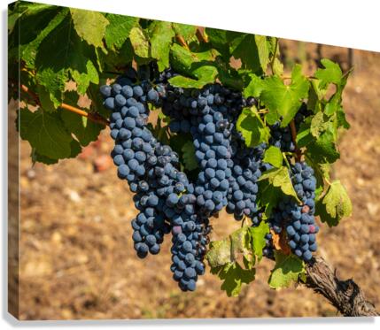Bunches of grapes for port wine in Douro valley Canvas Print