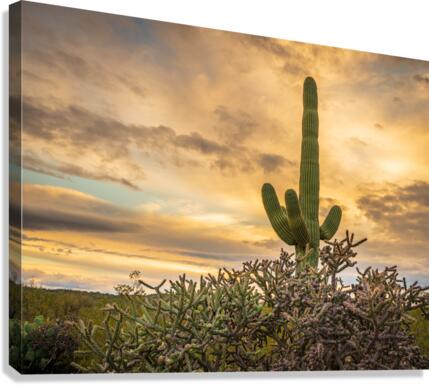 Sunset in Saguaro National Park Tucson Canvas Print