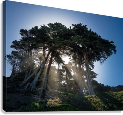 Sunbeams from large pine or fir trees  Canvas Print