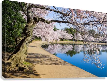 Pathway around the tidal basin during Cherry Blossom Festival Canvas Print