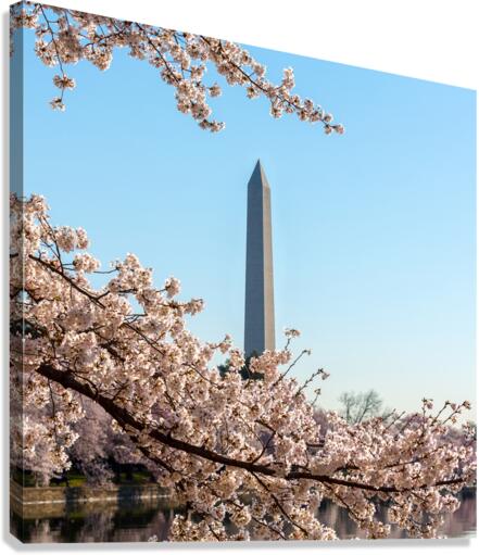 Washington Monument towers above blossoms  Impression sur toile