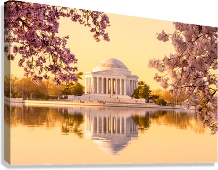 Beautiful early morning Jefferson Memorial cherry blossom yellow Canvas Print