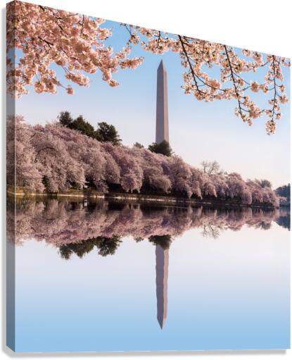 Washington Monument towers above blossoms Canvas Print