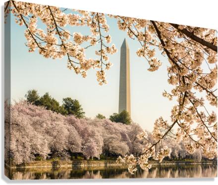 Washington Monument towers above blossoms Canvas Print