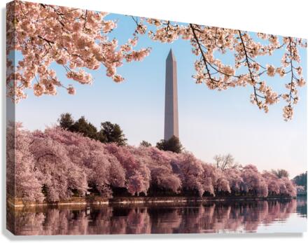 Washington Monument towers above blossoms Canvas Print