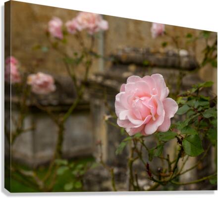 Pink rose in graveyard in Bibury Canvas Print