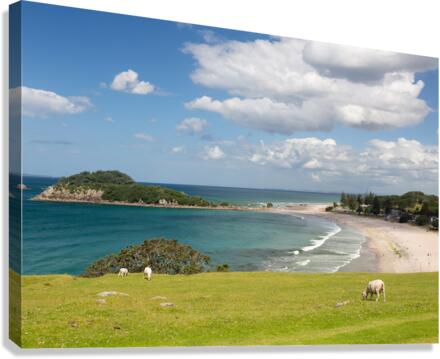 Hike around The Mount at Tauranga in NZ Canvas Print