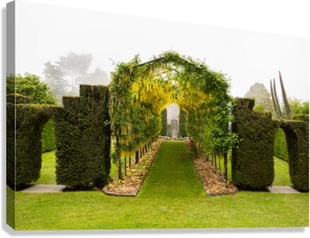 Laburnum Arch in full bloom over grass path Canvas Print