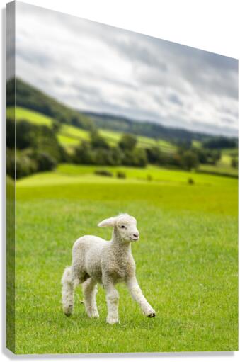 Cute lamb in meadow in wales or Yorkshire Dales Canvas Print