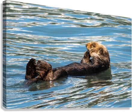 Sea Otter floating in Resurrection Bay near Seward Canvas Print