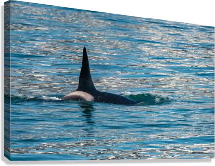 Fin of orca whale cutting through Resurrection Bay Seward Canvas Print