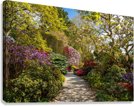 Pathway through Azaleas and Rhododendron trees in spring Canvas Print