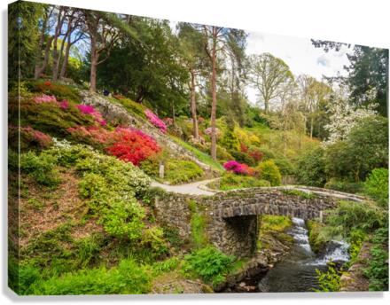 Stone bridge with Azaleas and Rhododendron trees Bodnant Canvas Print