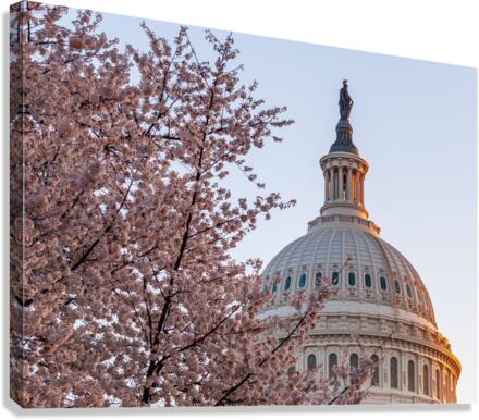 Cherry blossoms by the Capitol dome at dawn Canvas Print