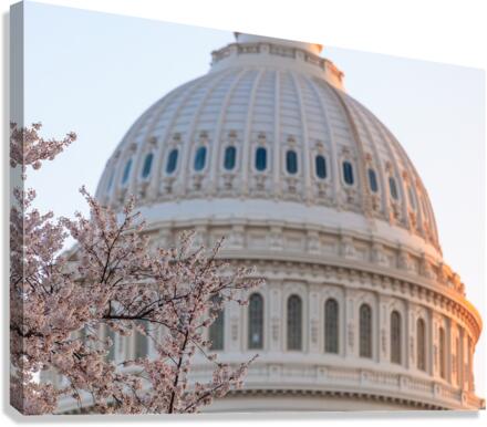 Cherry blossoms by the Capitol dome at dawn  Impression sur toile