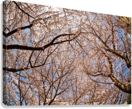 Looking up at Cherry blossoms over walking trail in Morgantown Canvas Print