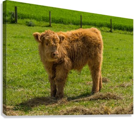 Young male highland calf in meadow facing the camera  Canvas Print