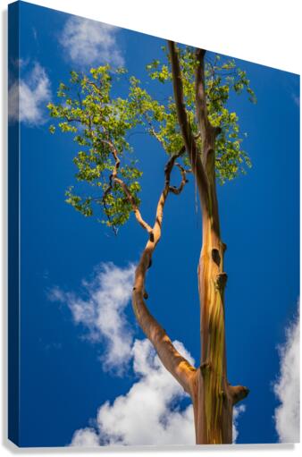 Branches of rainbow eucalyptus trees in Keahua Arboretum Canvas Print