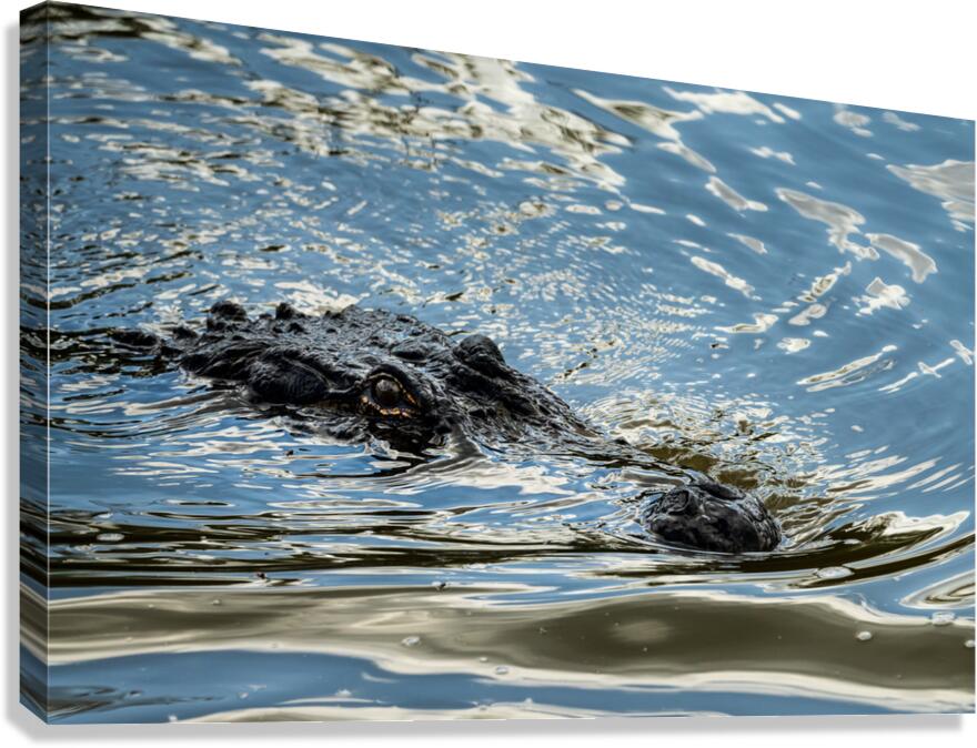 American alligator approaching across calm waters of Atchafalaya  Canvas Print