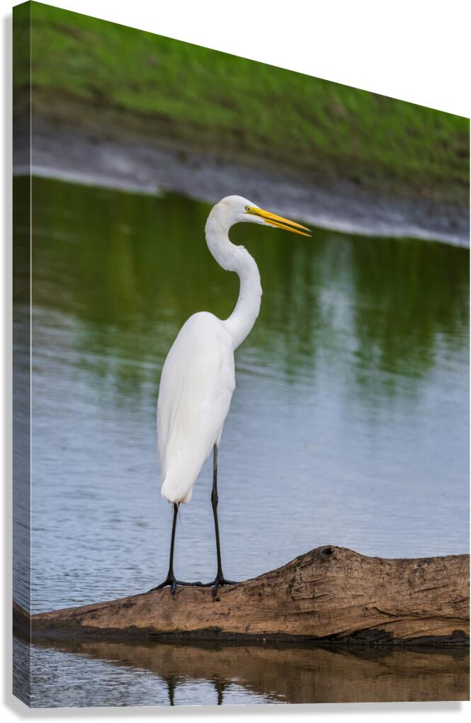 Great Egret on the stumps of bald cypress trees in Atchafalaya b Canvas Print