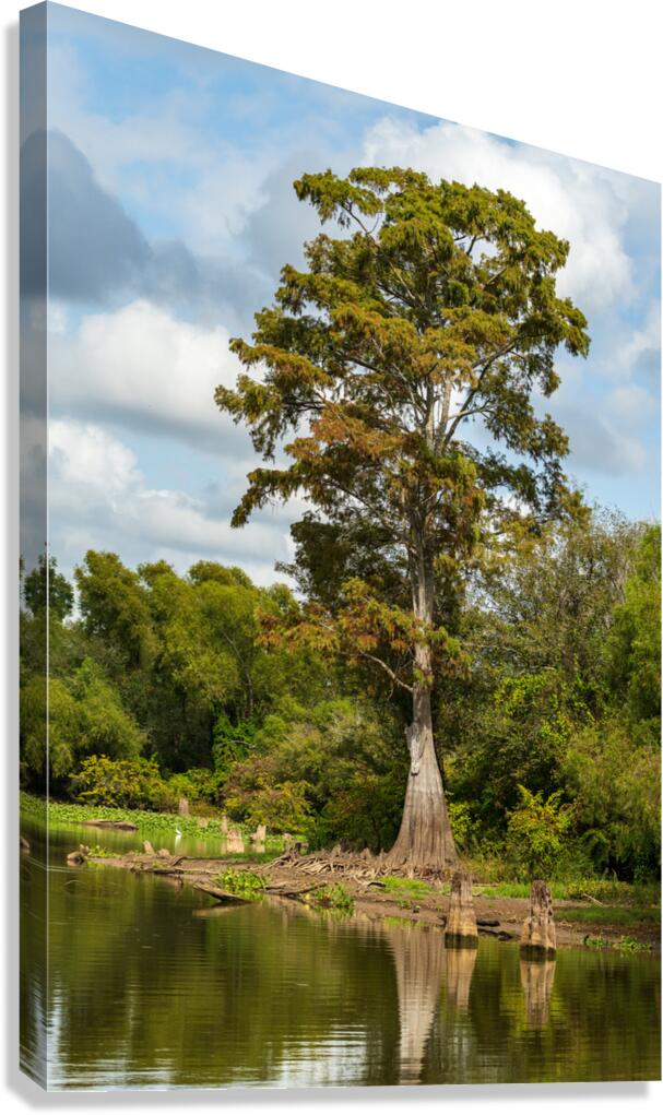 Large bald cypress trees rise out of water in Atchafalaya basin Canvas Print